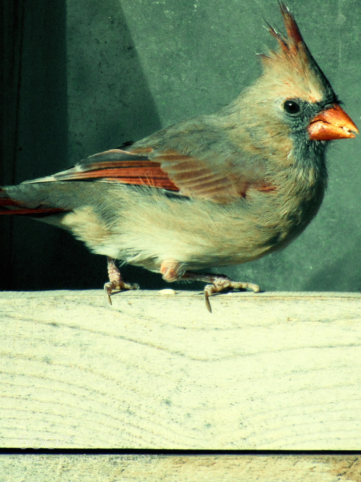 Canon PowerShot SX520 HS sample photo. Img photography