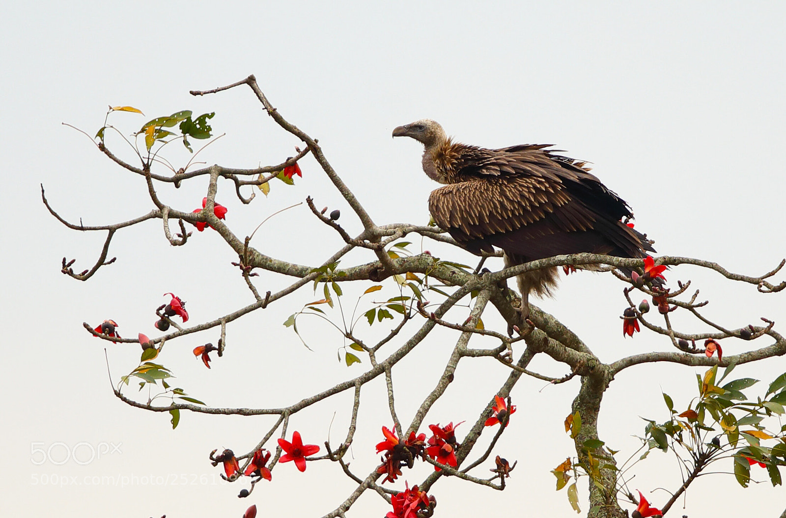 Canon EOS 5D Mark IV sample photo. Griffon vulture photography