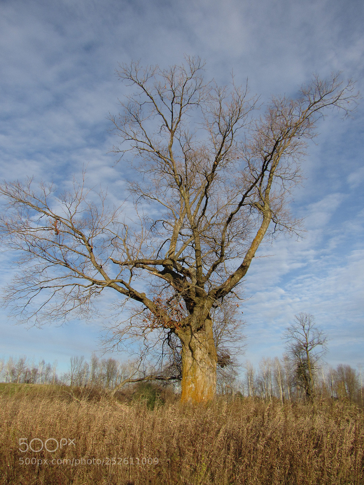 Canon PowerShot SX520 HS sample photo. Img photography
