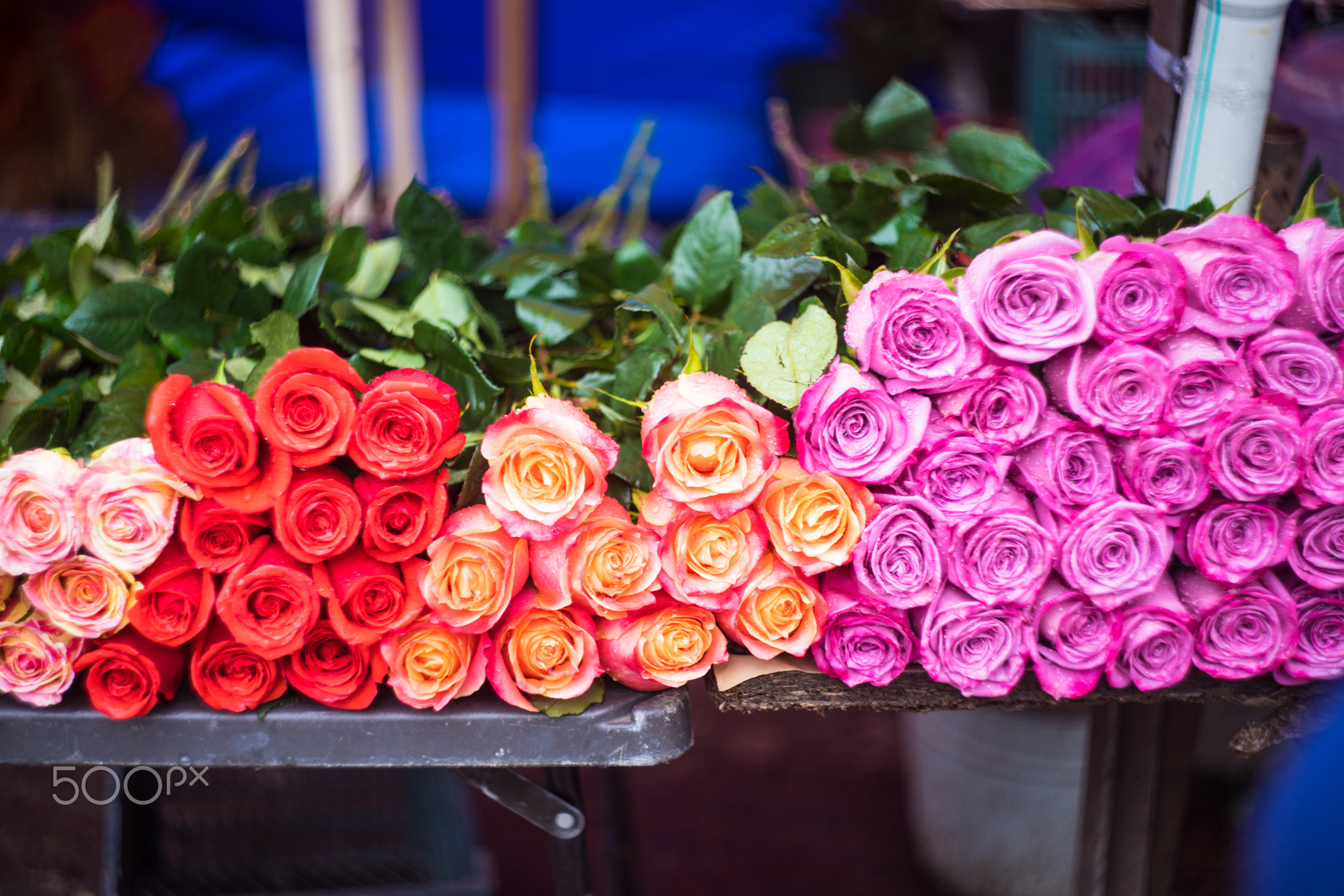 Different roses on flower market
