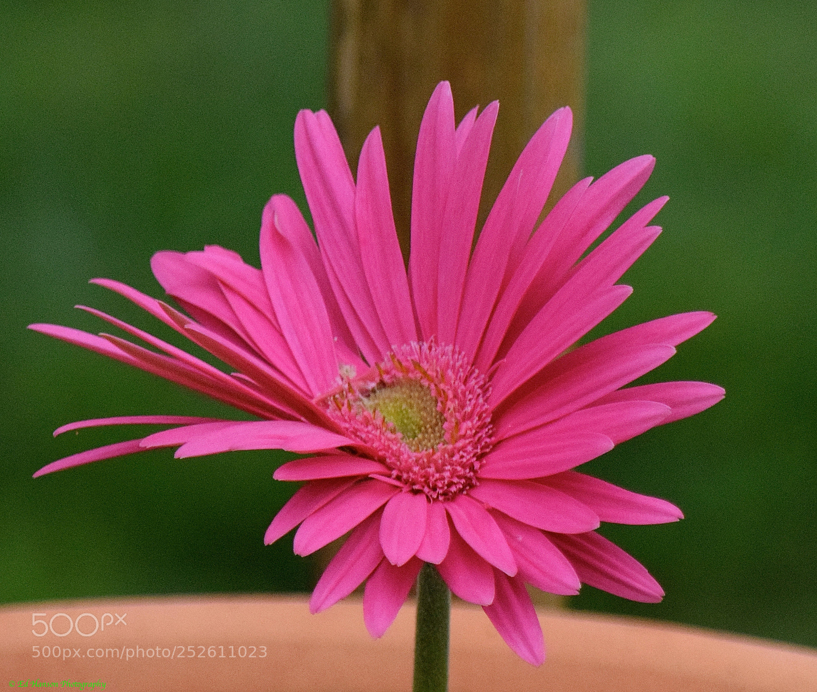 Nikon D3300 sample photo. Pink gerbera from the photography