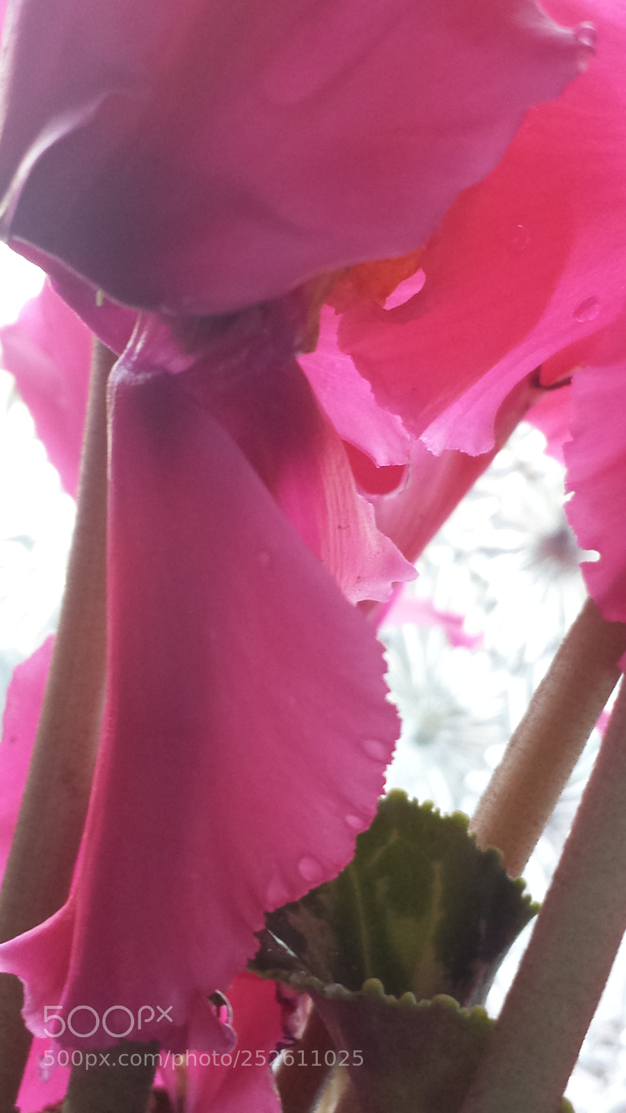 Samsung Galaxy S4 sample photo. Untitled photography