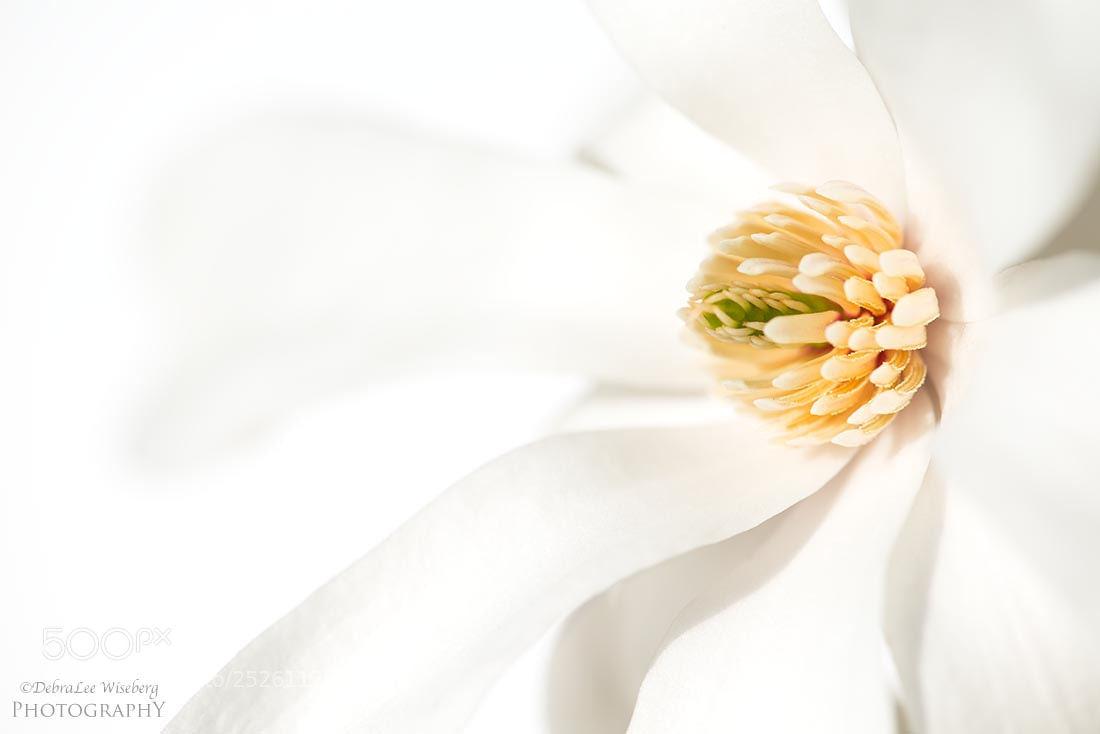 Nikon D800 sample photo. White petals photography