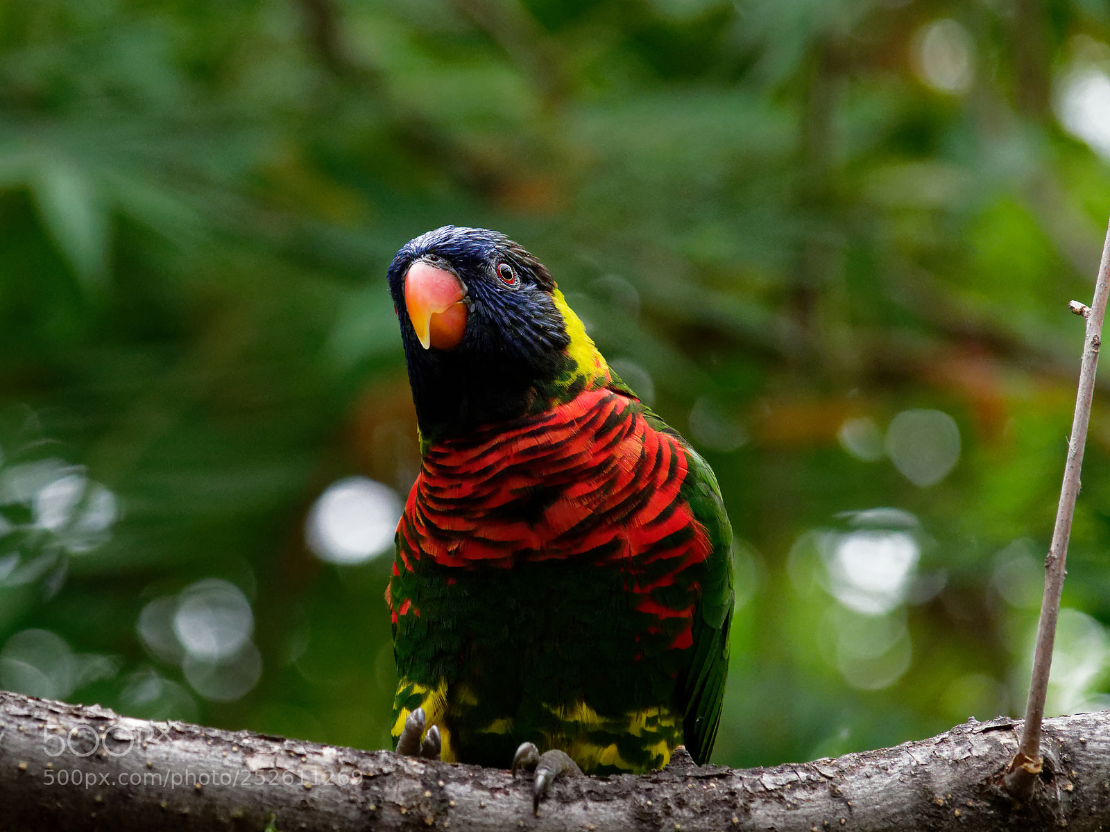 Olympus OM-D E-M1 Mark II sample photo. Beautiful rainbow colored lorikeet photography