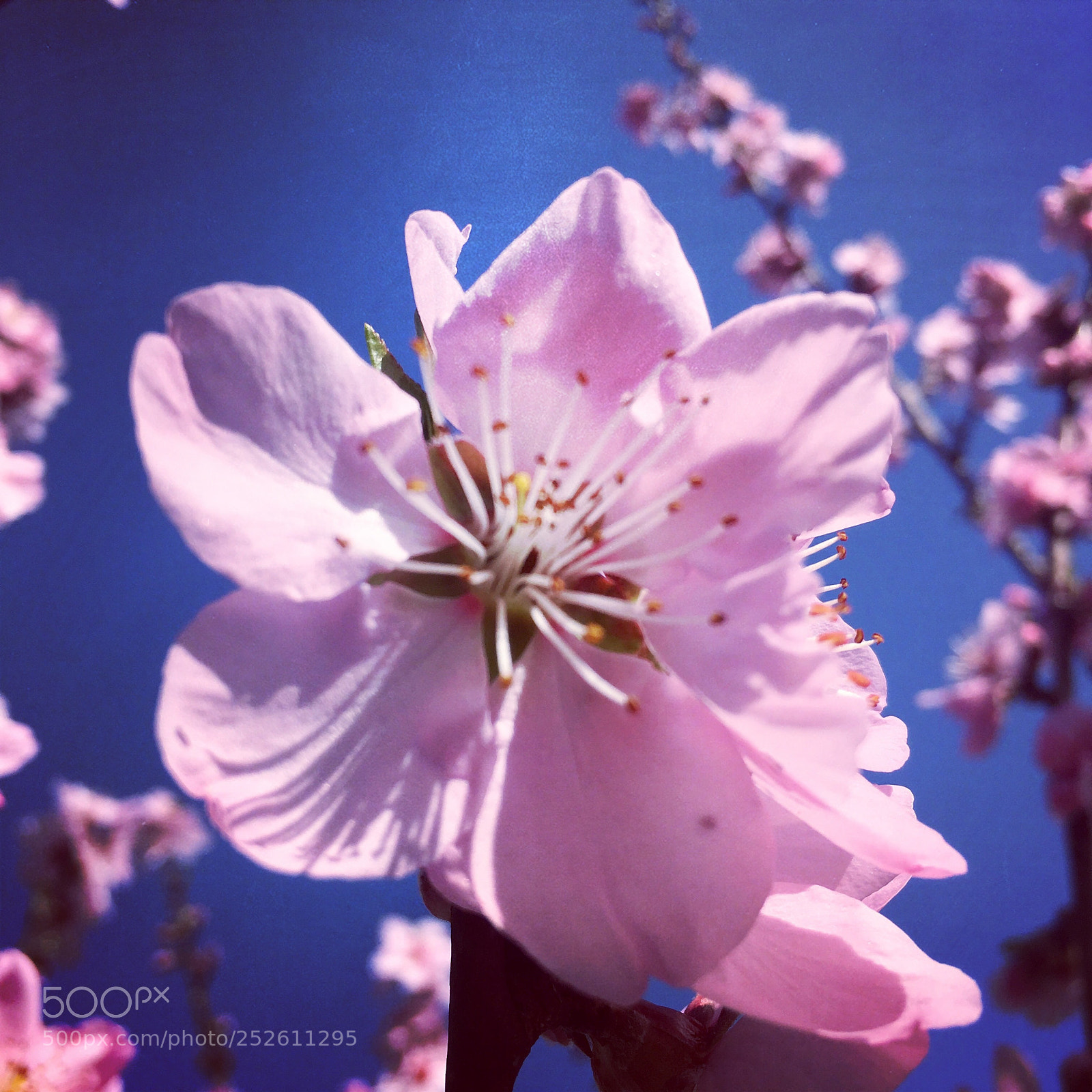 Apple iPhone 6s Plus sample photo. Untitled photography