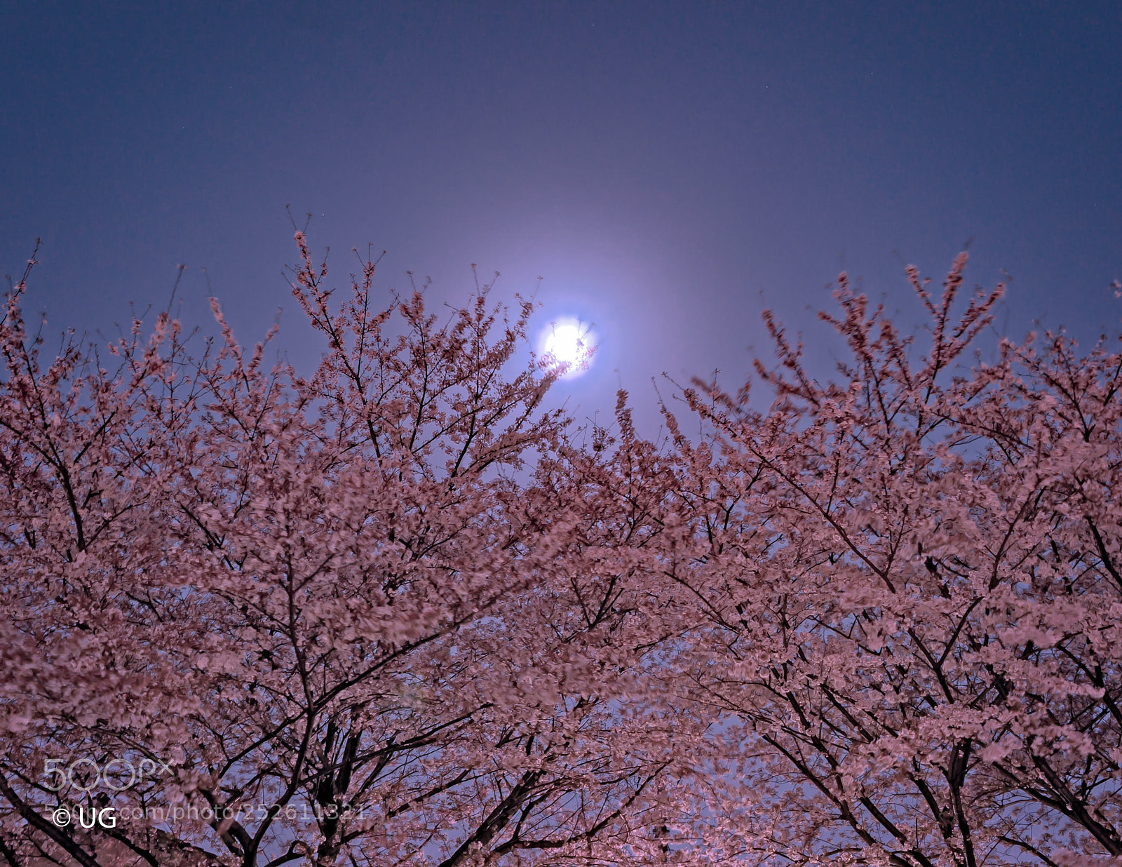 Sony Alpha NEX-5T sample photo. Sakura & moon photography