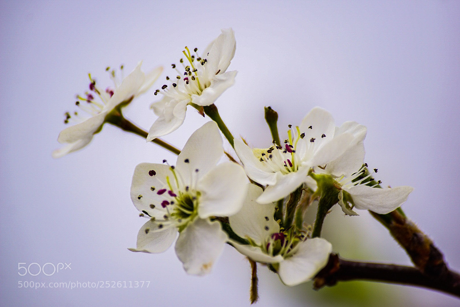 Sony a6000 sample photo. Pin cherry still photography