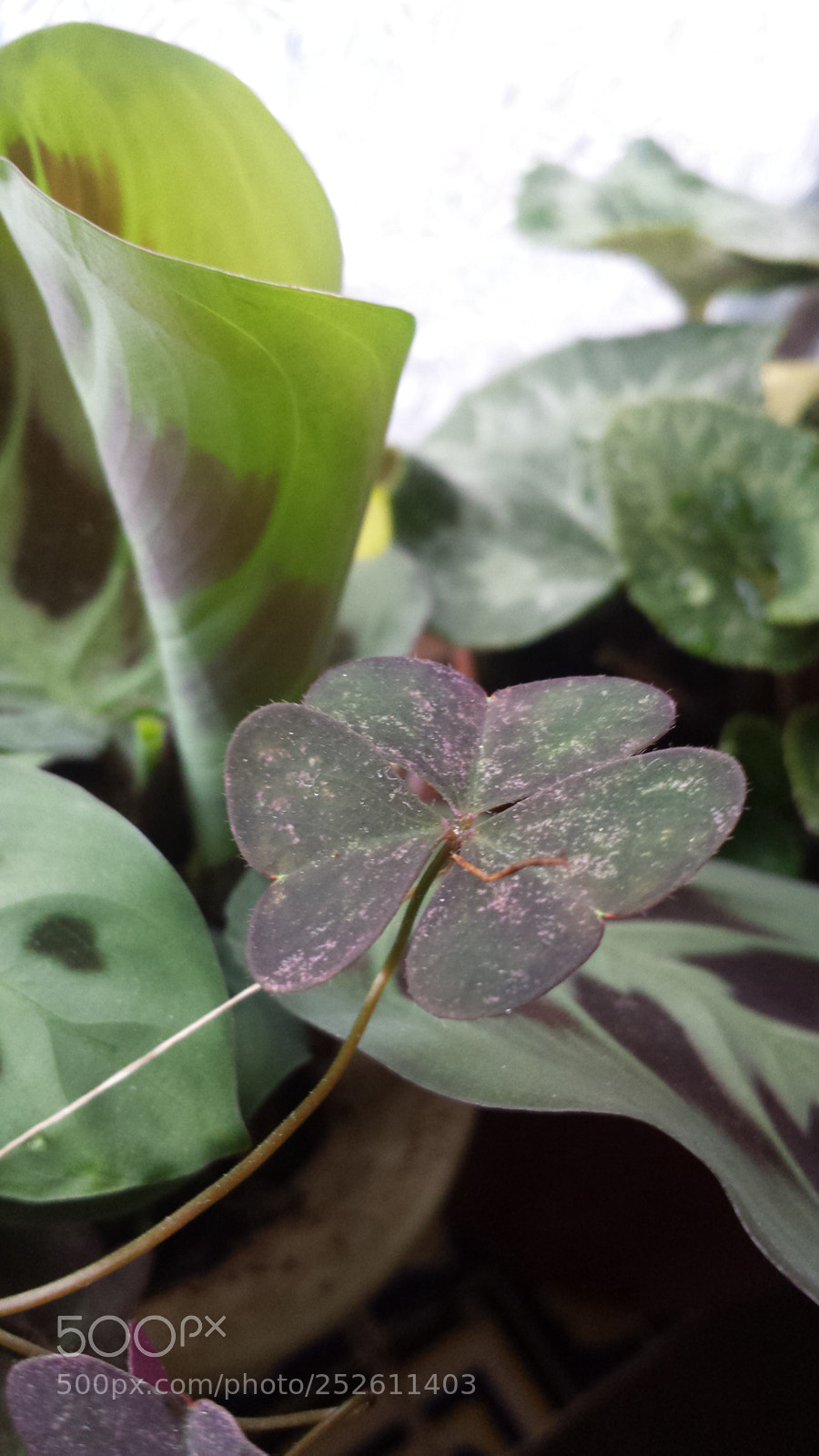 Samsung Galaxy S4 sample photo. Untitled photography