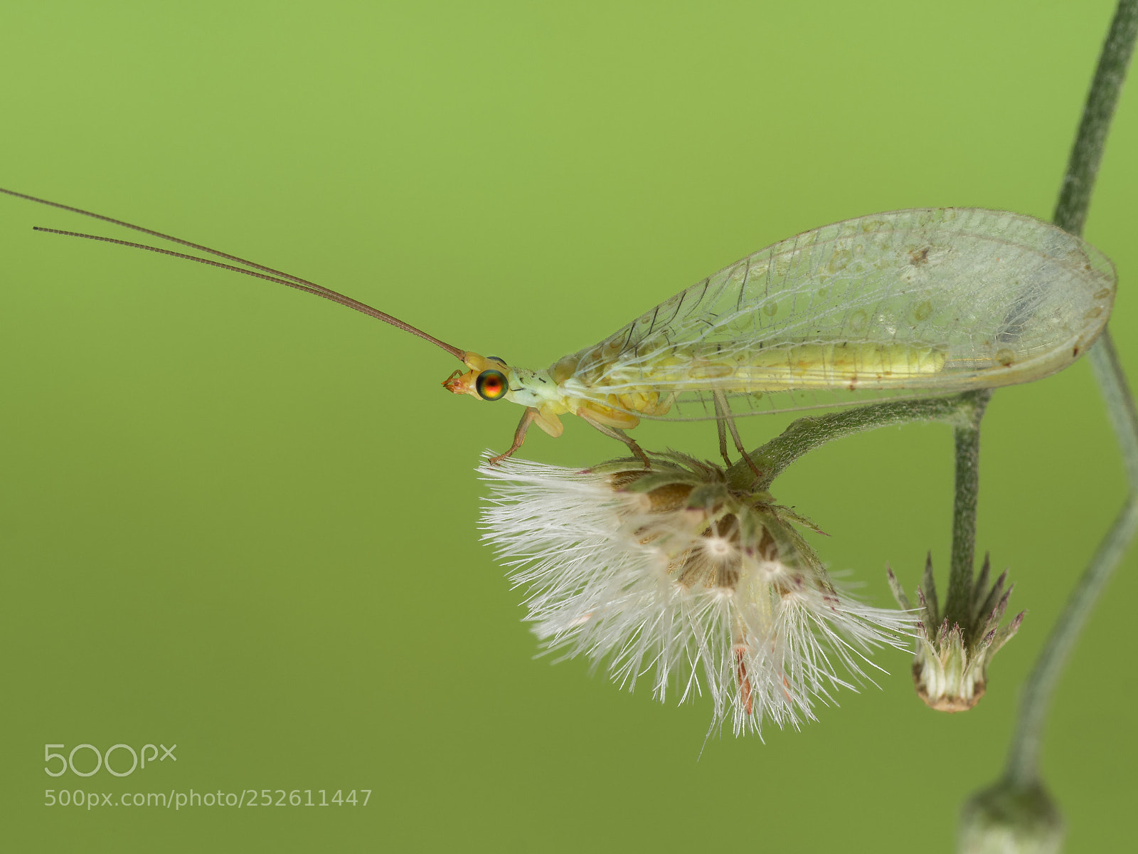 Olympus PEN-F sample photo. Green lacewing photography