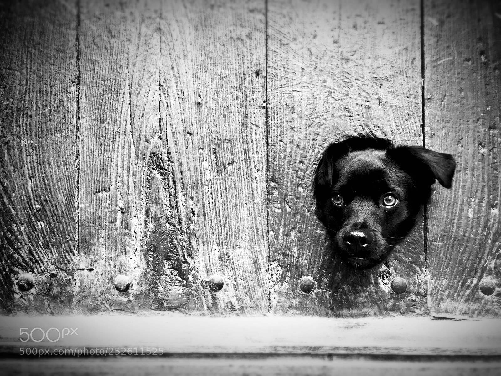 Apple iPhone 7 Plus sample photo. Litle dog  photography