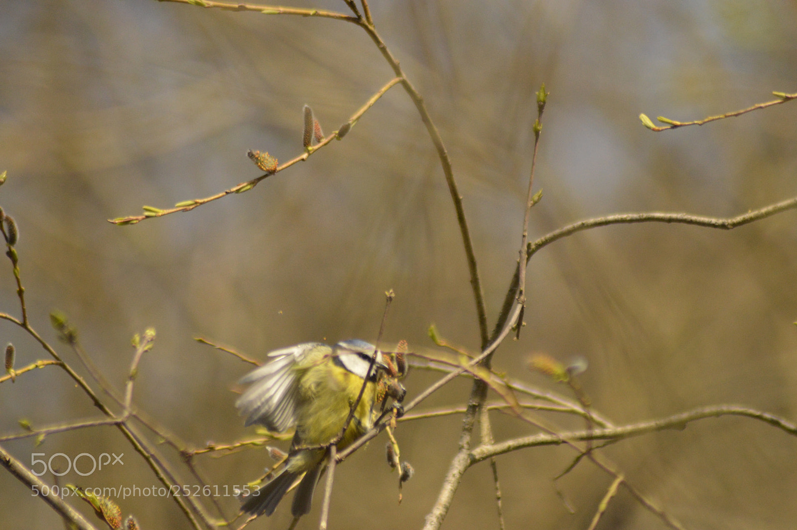 Nikon D3200 sample photo. Bluetit eating food photography