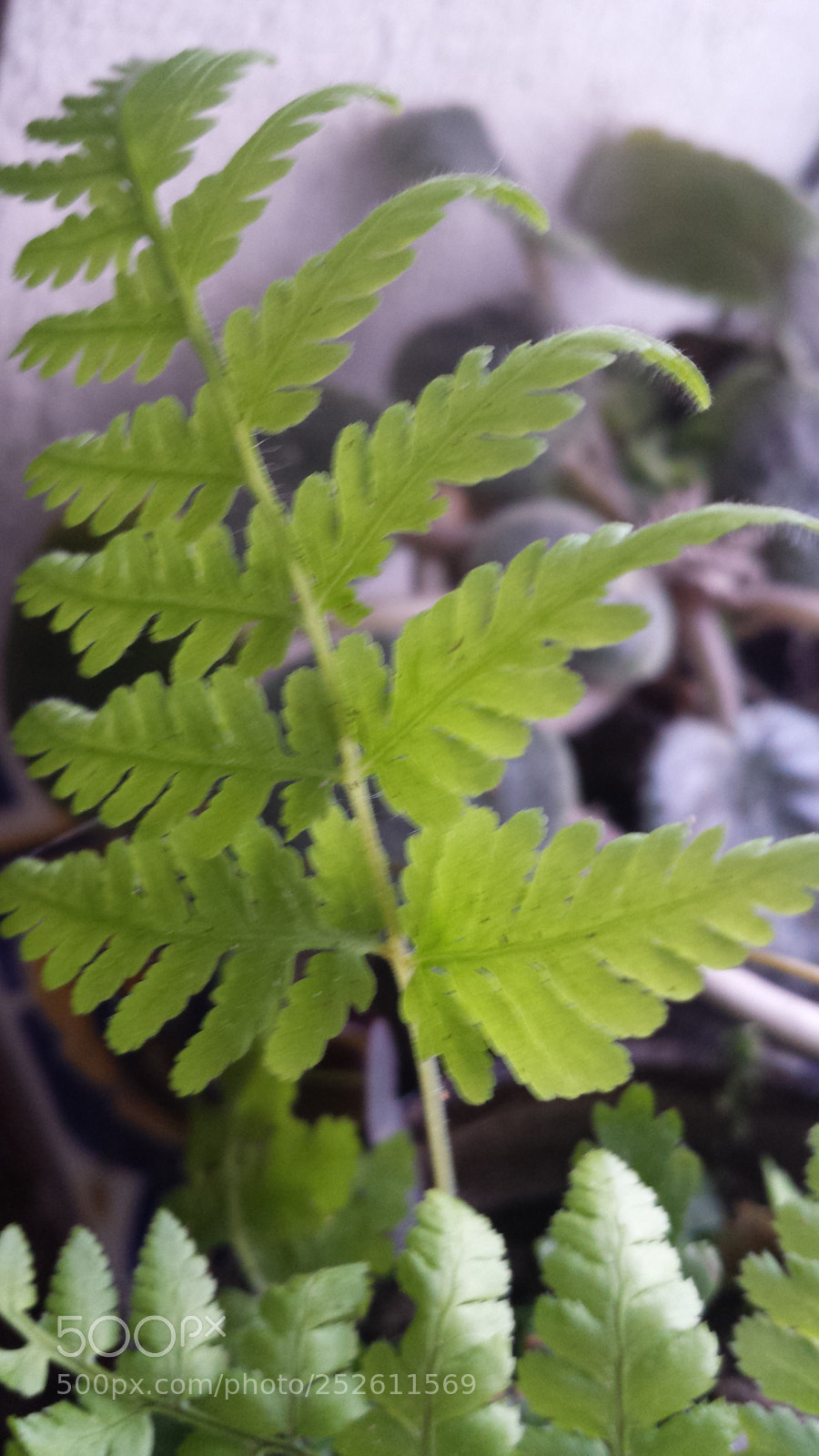 Samsung Galaxy S4 sample photo. Untitled photography
