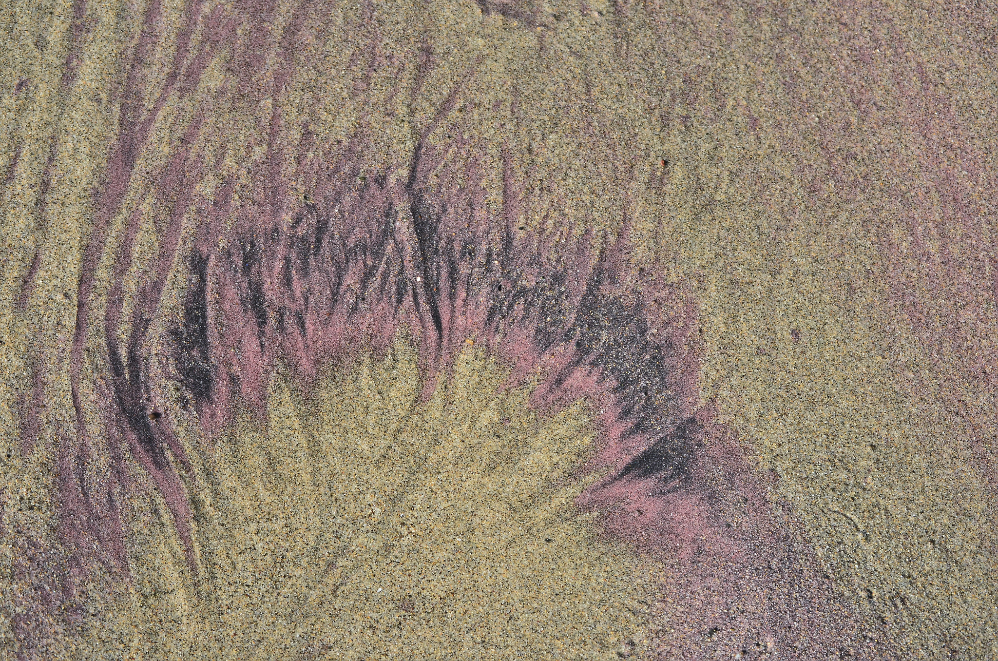 Nikon D5100 sample photo. Purple sand photography