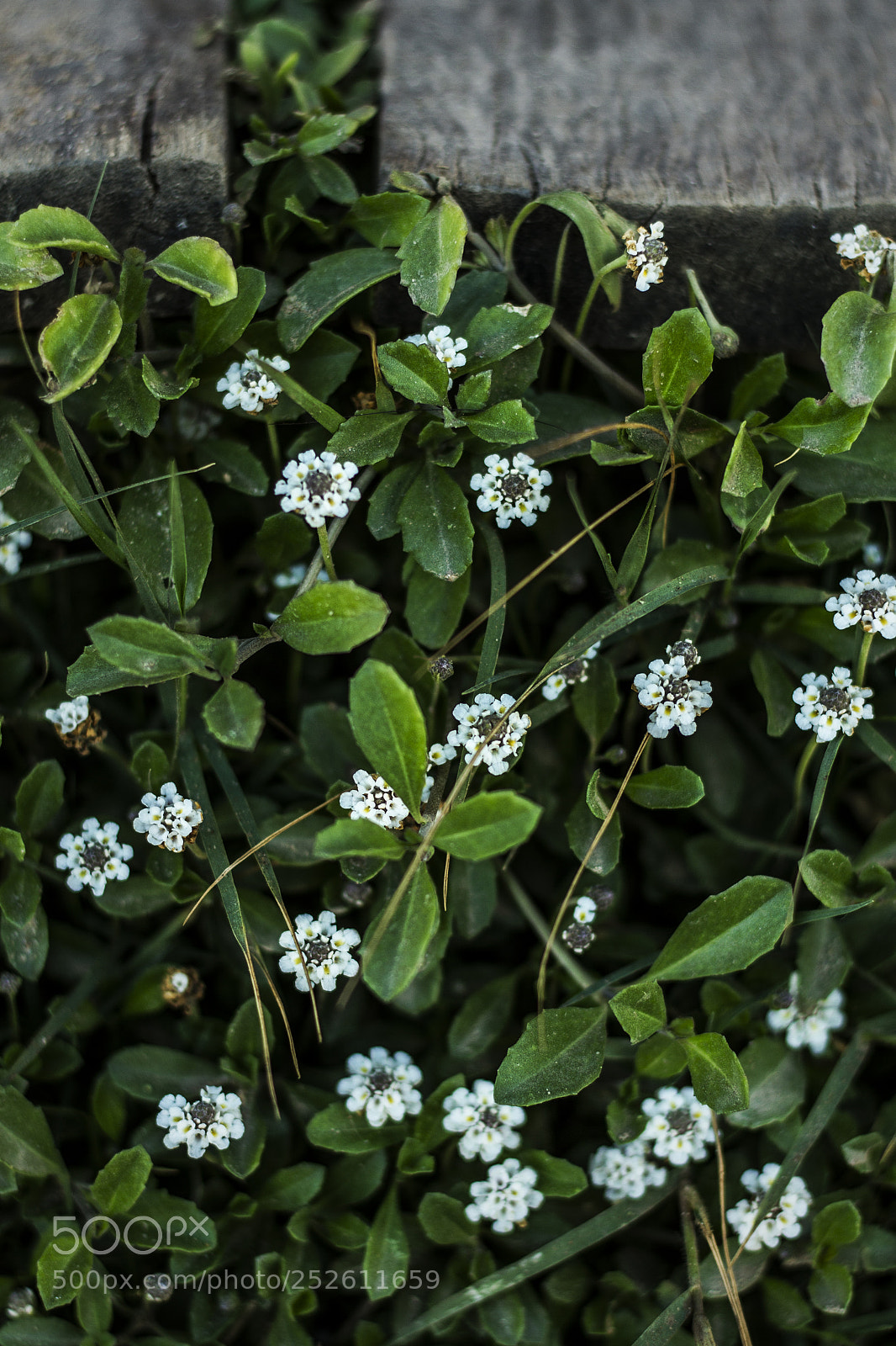 Canon EOS 7D sample photo. Little flowers arround a photography
