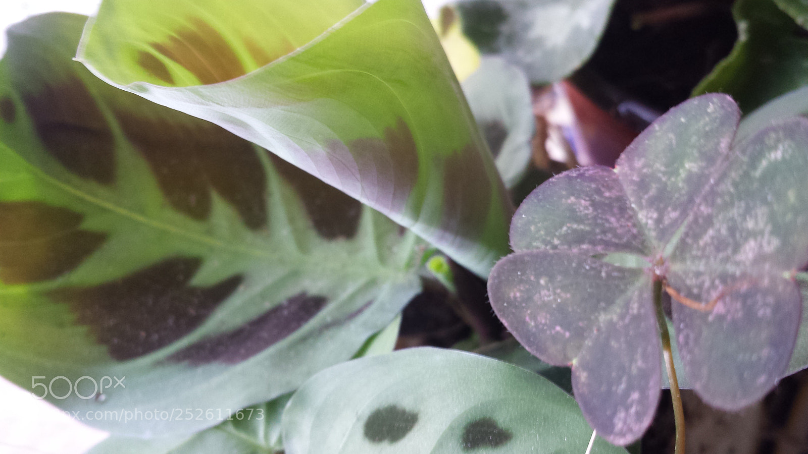 Samsung Galaxy S4 sample photo. Untitled photography