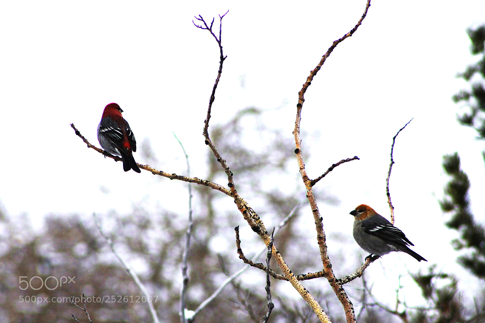 Canon EOS 50D sample photo. Pine grosbeak pair photography