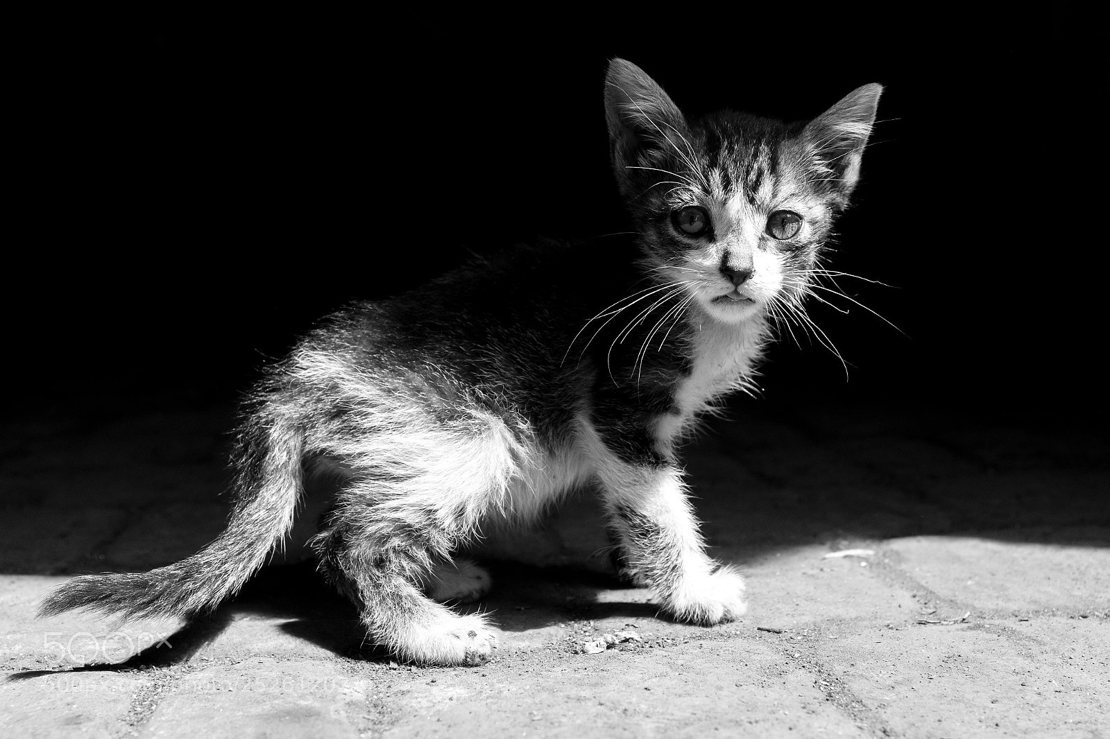 Fujifilm X100F sample photo. Marrakech street cat photography