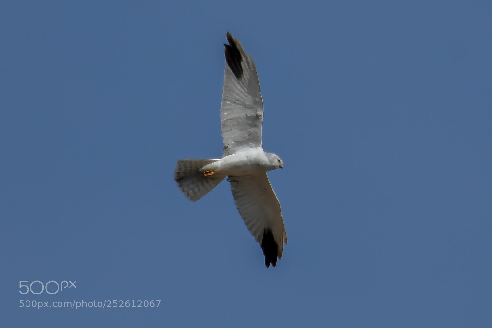 Nikon D500 sample photo. Pallid harrier(circus macrourus) photography