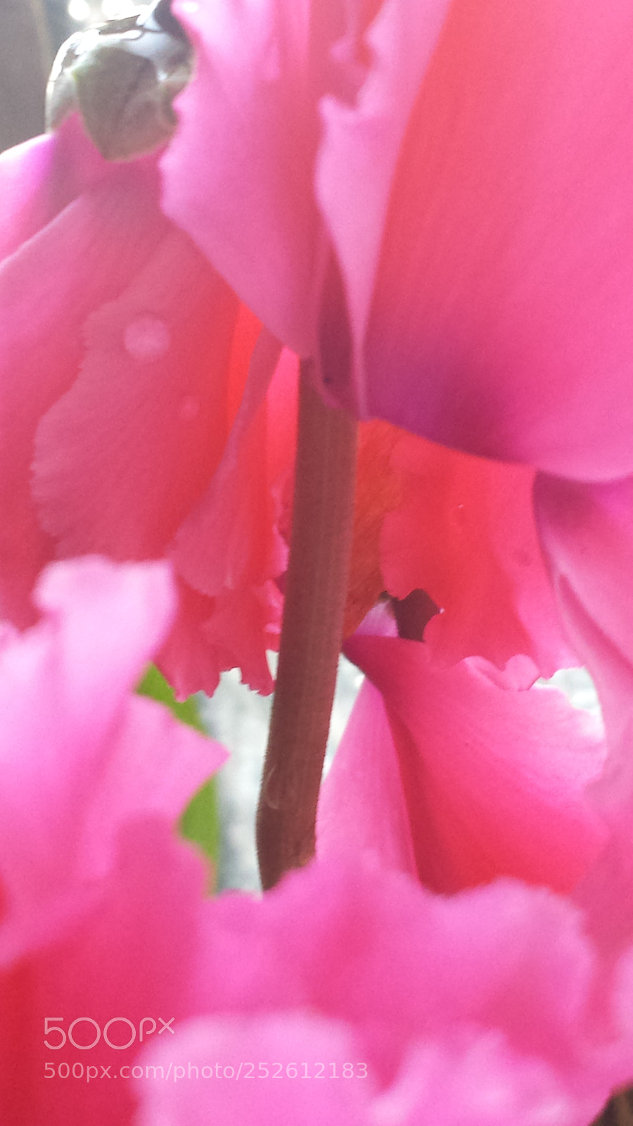 Samsung Galaxy S4 sample photo. Untitled photography