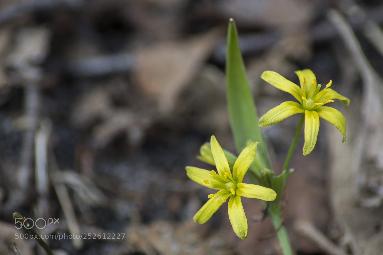 Sony ILCA-77M2 sample photo. Small yellow flowers photography