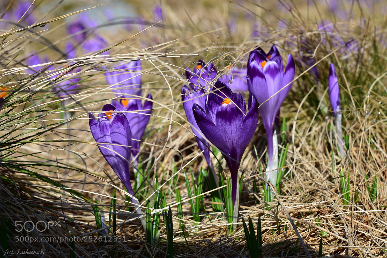 Nikon D7200 sample photo. Chochołowskie krokusy photography