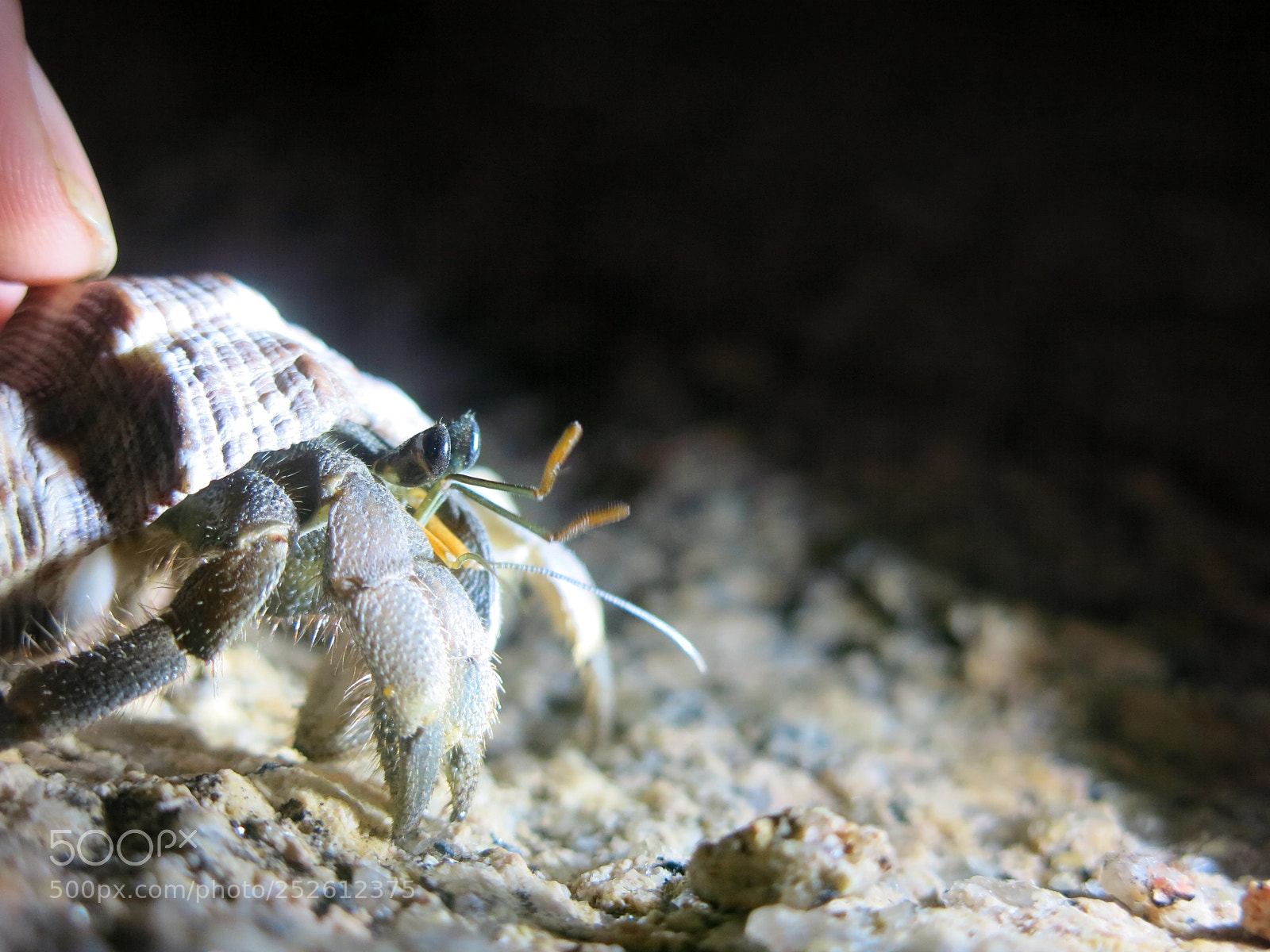 Canon PowerShot G15 sample photo. Hermit crab photography