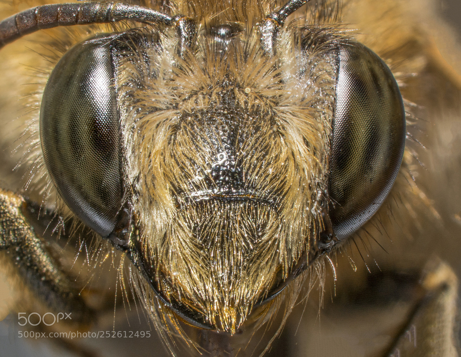 Nikon D5200 sample photo. The bee photography