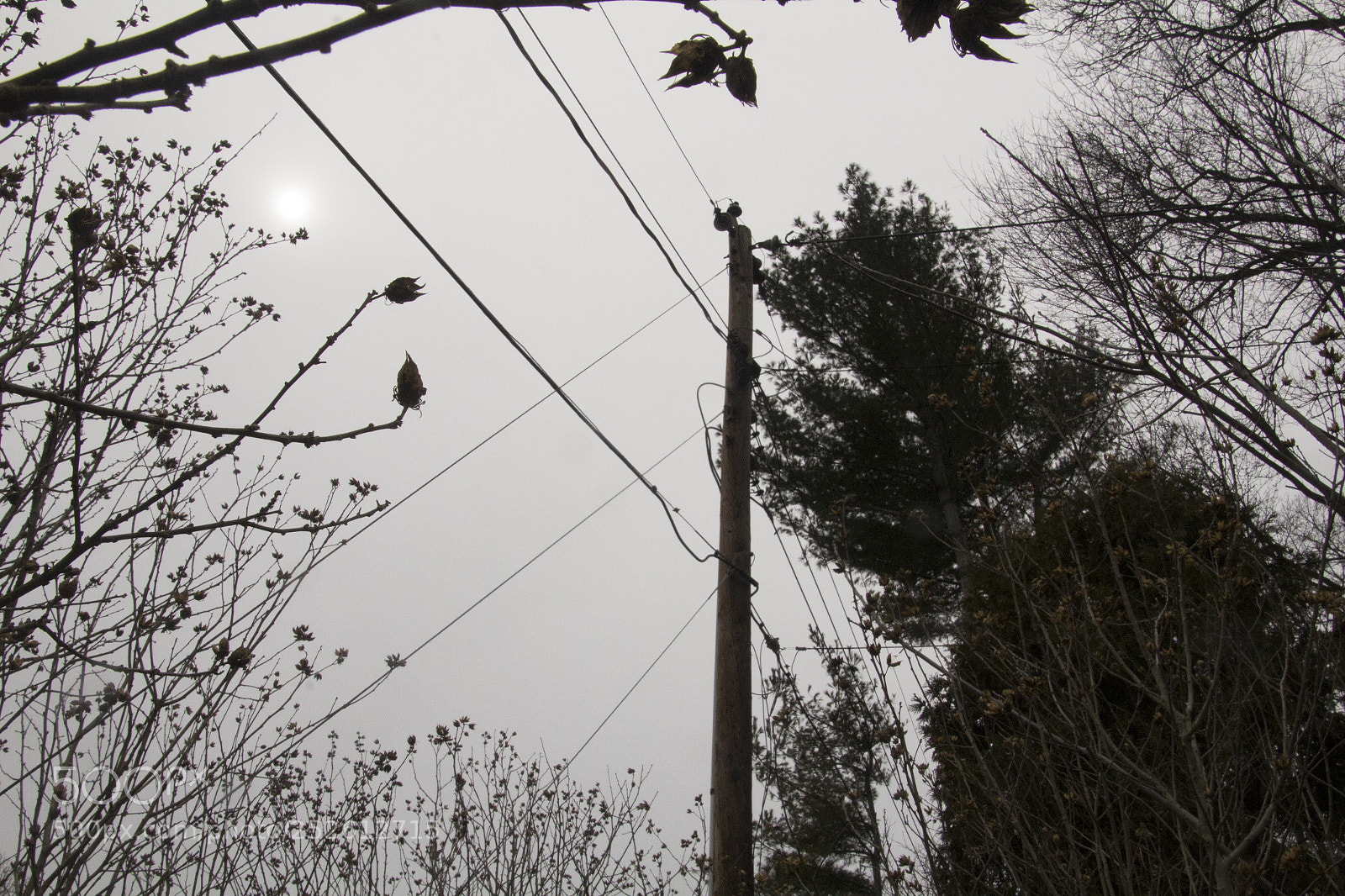 Canon EOS 1200D (EOS Rebel T5 / EOS Kiss X70 / EOS Hi) sample photo. Electricity in the forrest. photography