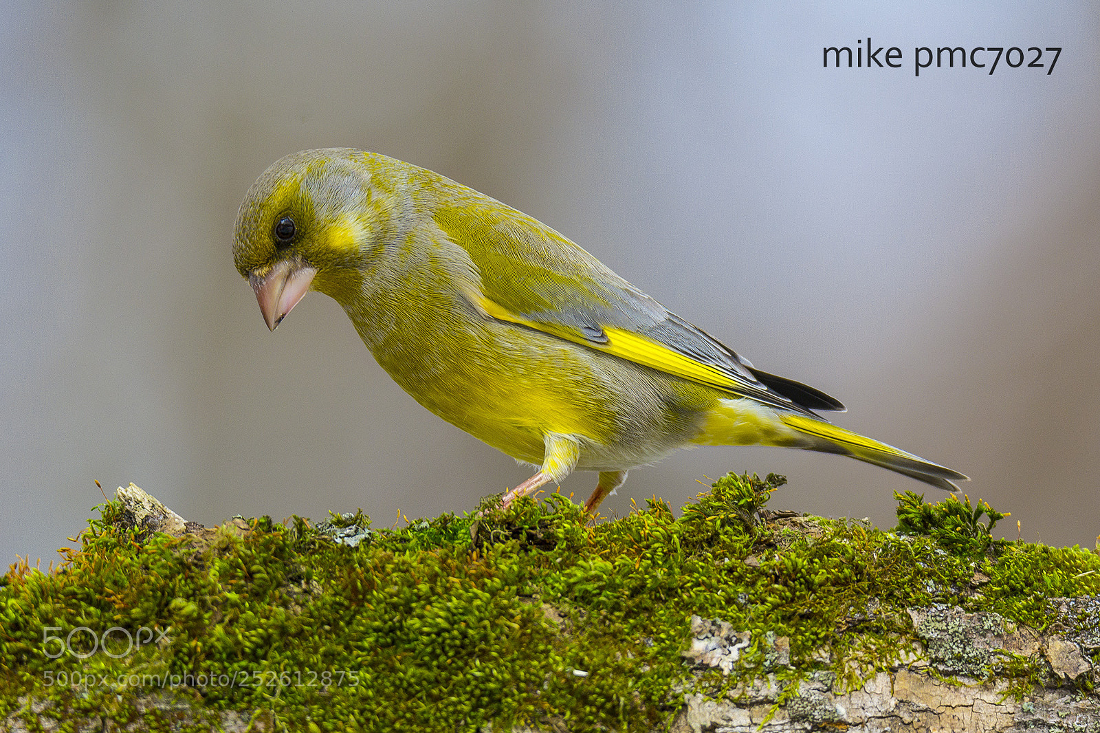 Nikon D7100 sample photo. The european greenfinch photography