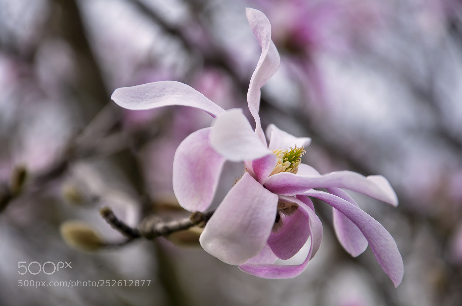 Nikon D7000 sample photo. Magnolia photography