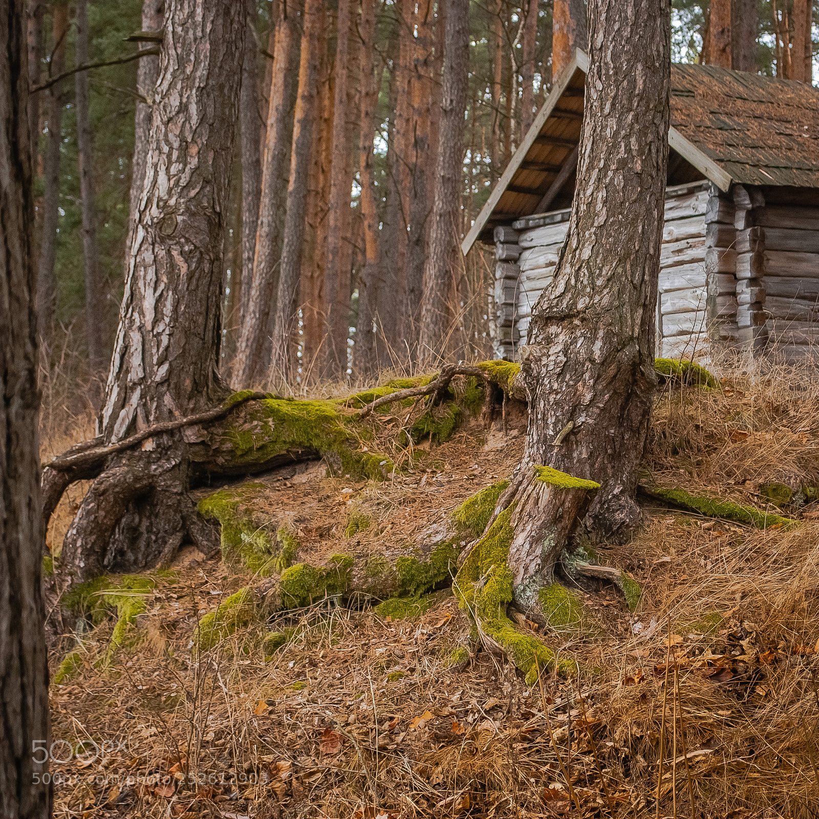 Nikon D60 sample photo. замшелый лес. photography