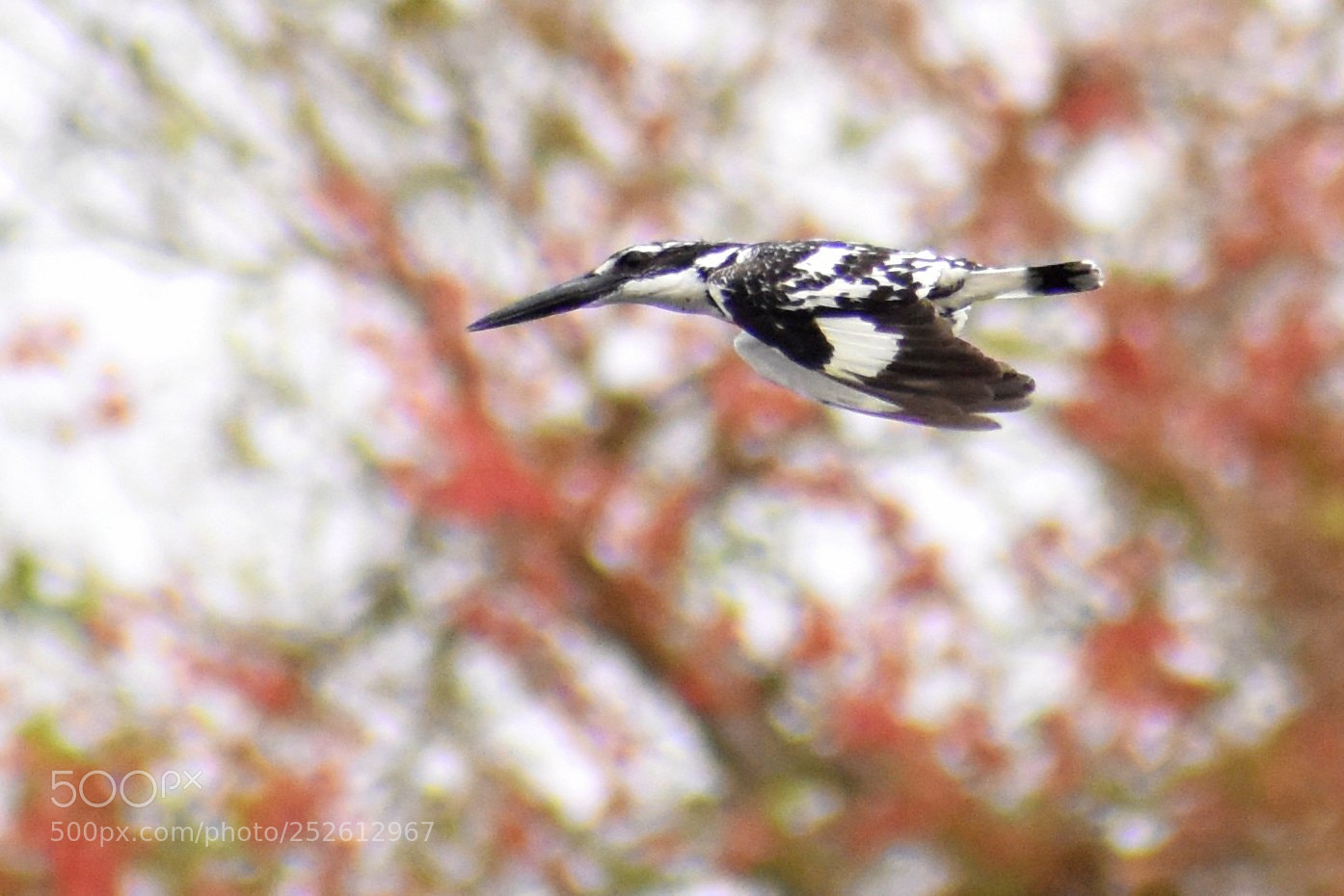 Nikon D7200 sample photo. Pied kingfisher photography