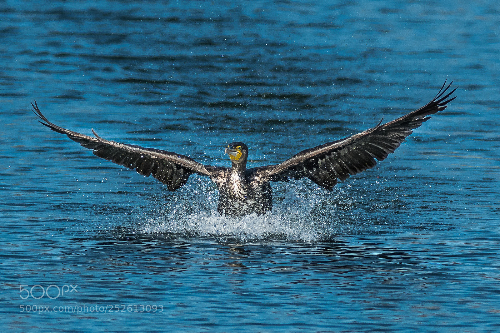 Nikon D500 sample photo. Cormorant water landing photography