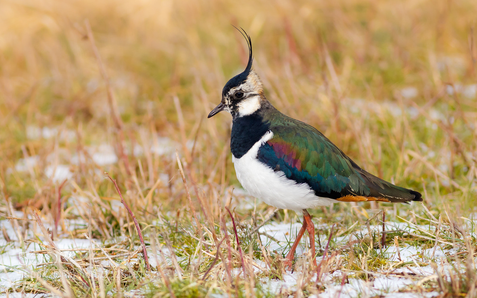 Canon EOS 7D Mark II sample photo. Northern lapwing photography