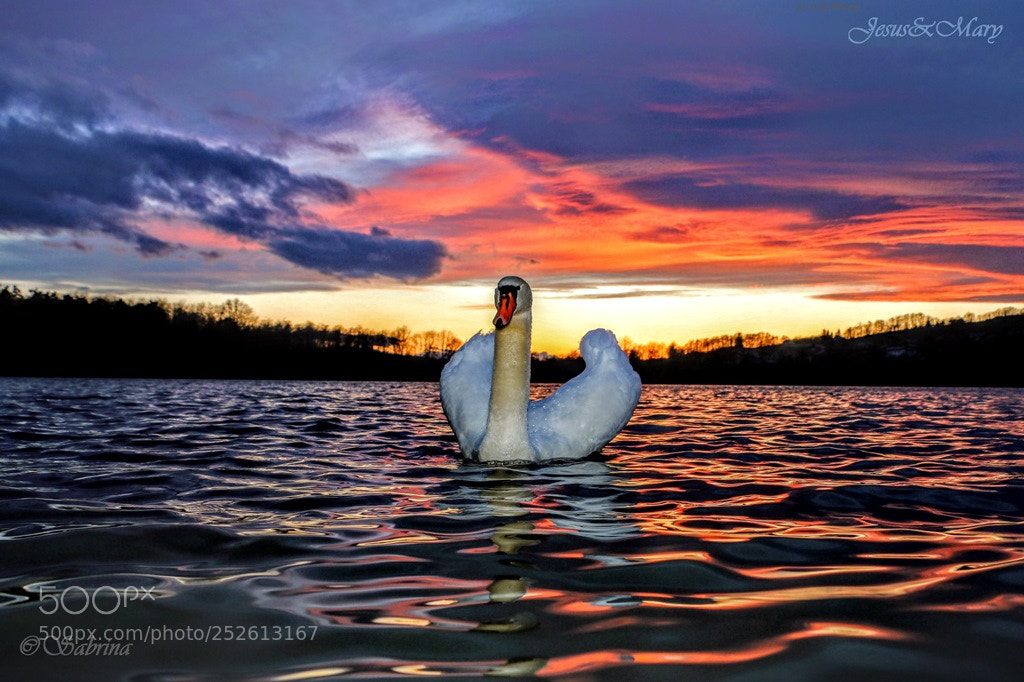 Canon EOS 70D sample photo. Swan saturday photography