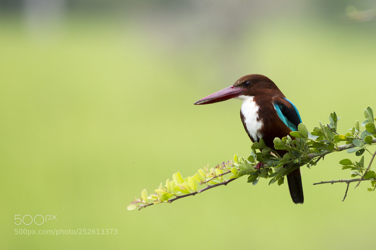 Sony Alpha DSLR-A850 sample photo. White-throated kingfisher photography