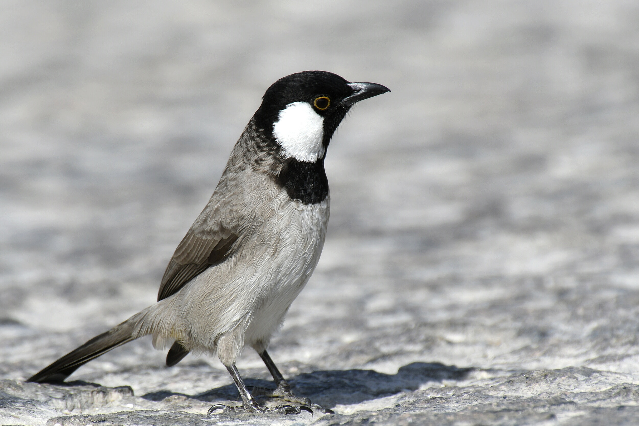 Nikon AF-S Nikkor 200-500mm F5.6E ED VR sample photo. White-eared bulbul photography
