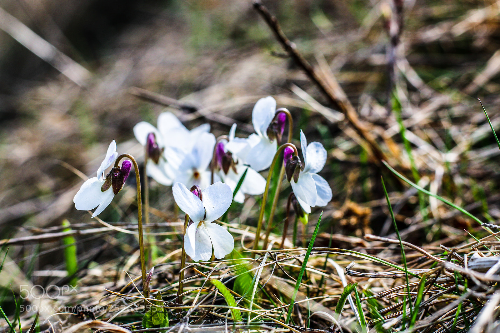 Canon EOS 70D sample photo. Untitled photography