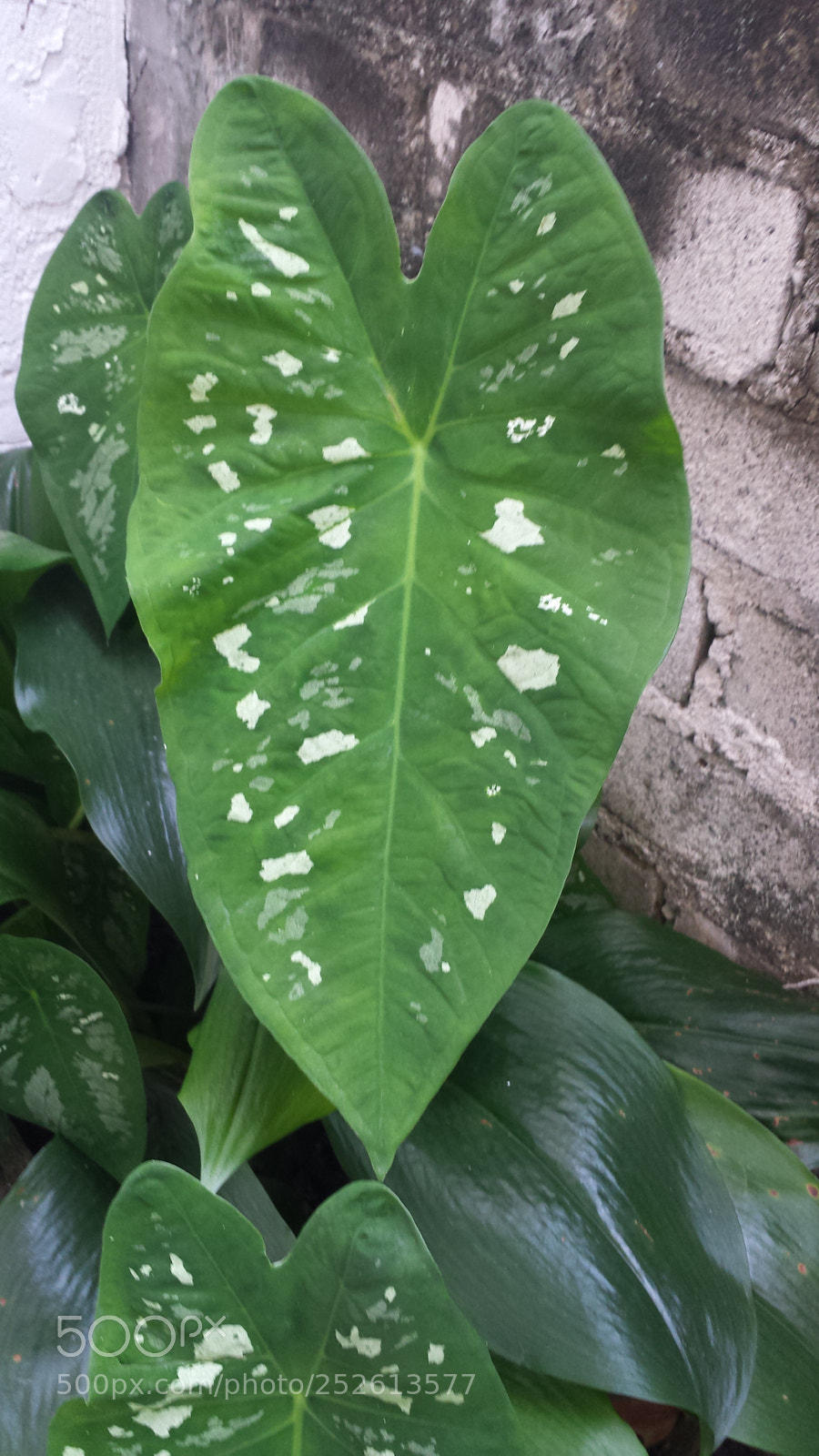 Samsung Galaxy S4 sample photo. Untitled photography