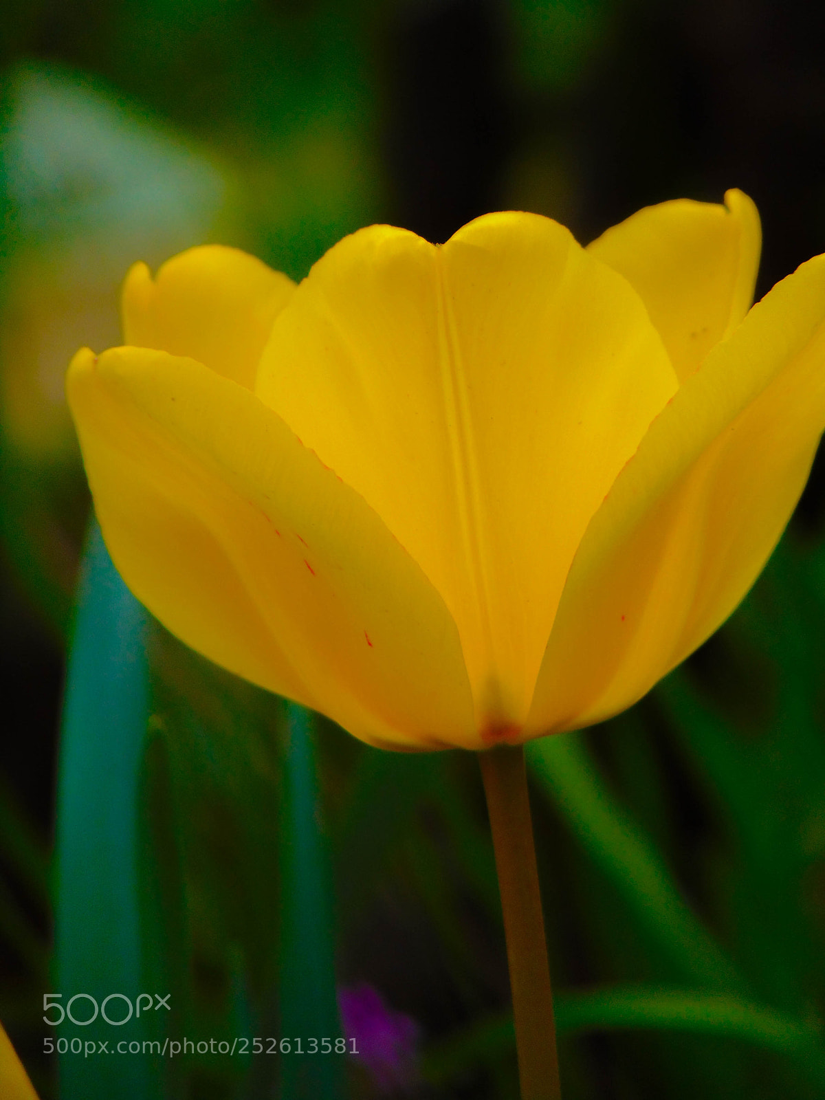 Sony Cyber-shot DSC-H300 sample photo. Yellow tulip photography