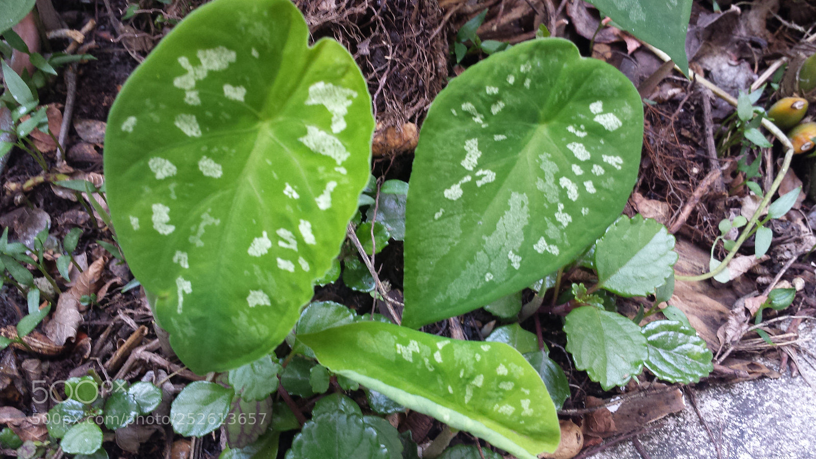 Samsung Galaxy S4 sample photo. Untitled photography