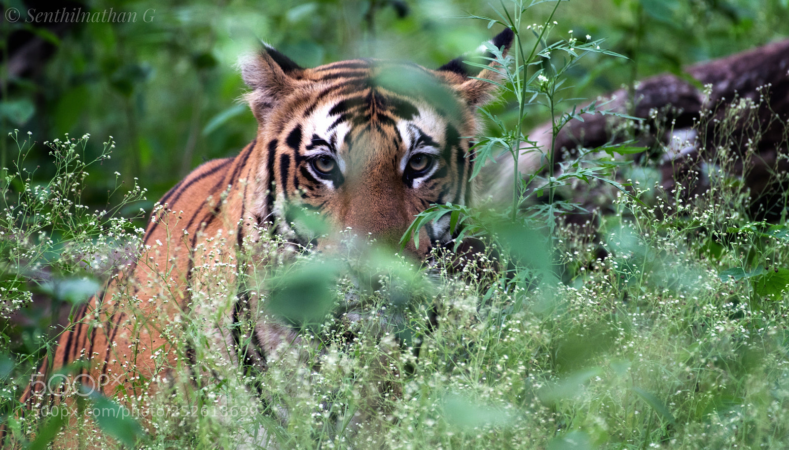 Nikon D5300 sample photo. Tiger photography