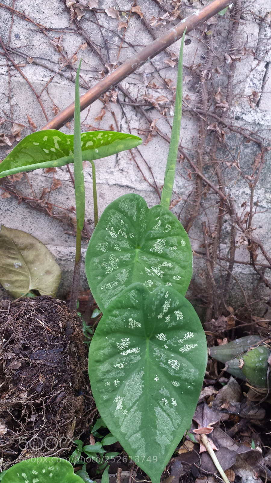 Samsung Galaxy S4 sample photo. Untitled photography