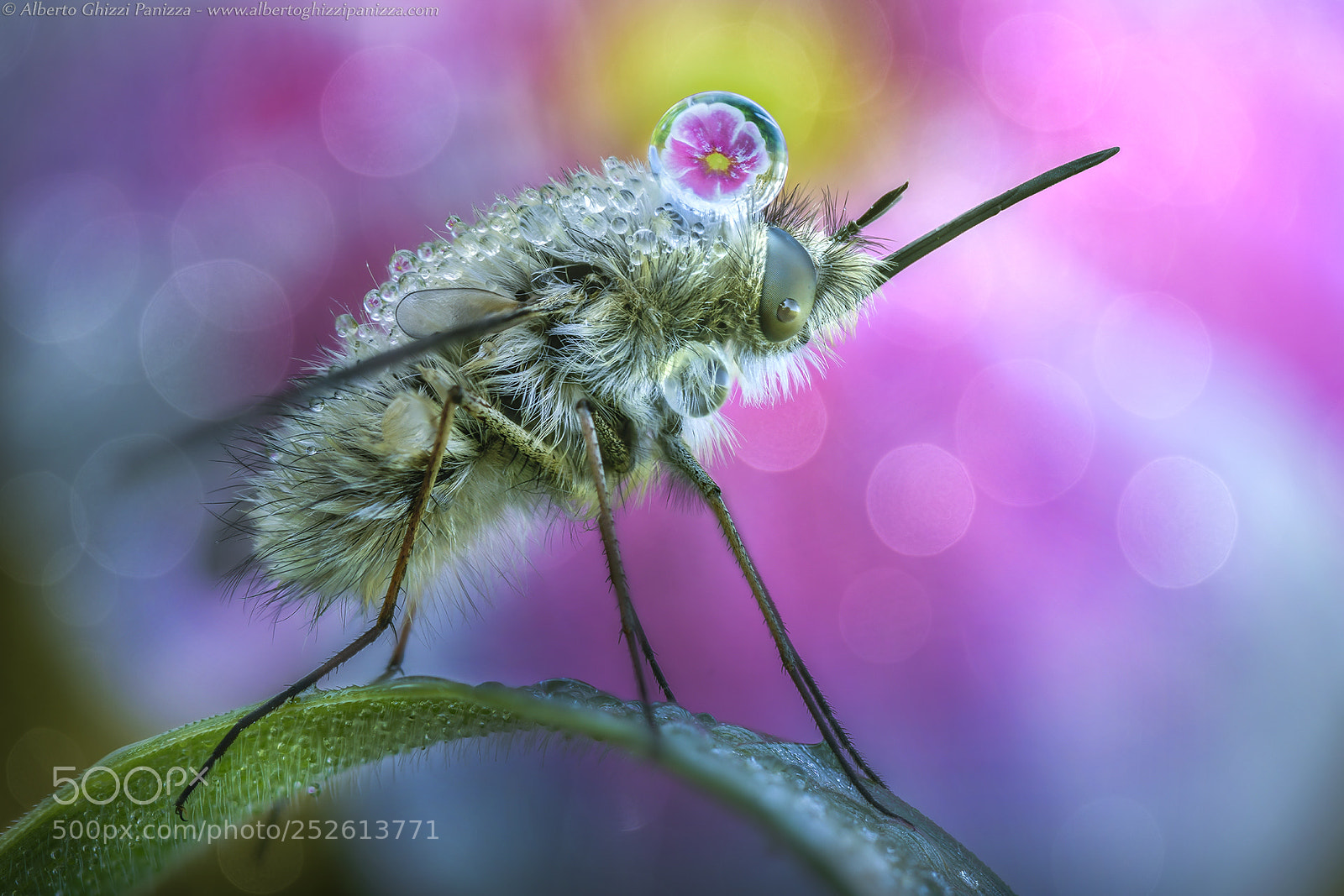 Nikon D850 sample photo. Bombylius' spring photography