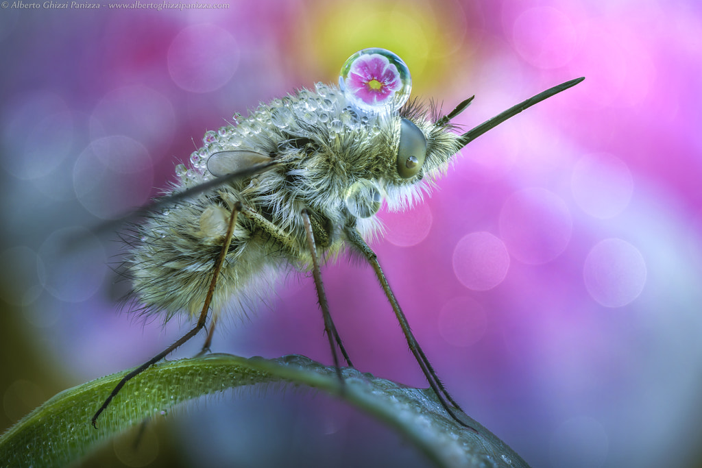 Bombylius' spring by Alberto Ghizzi Panizza on 500px.com