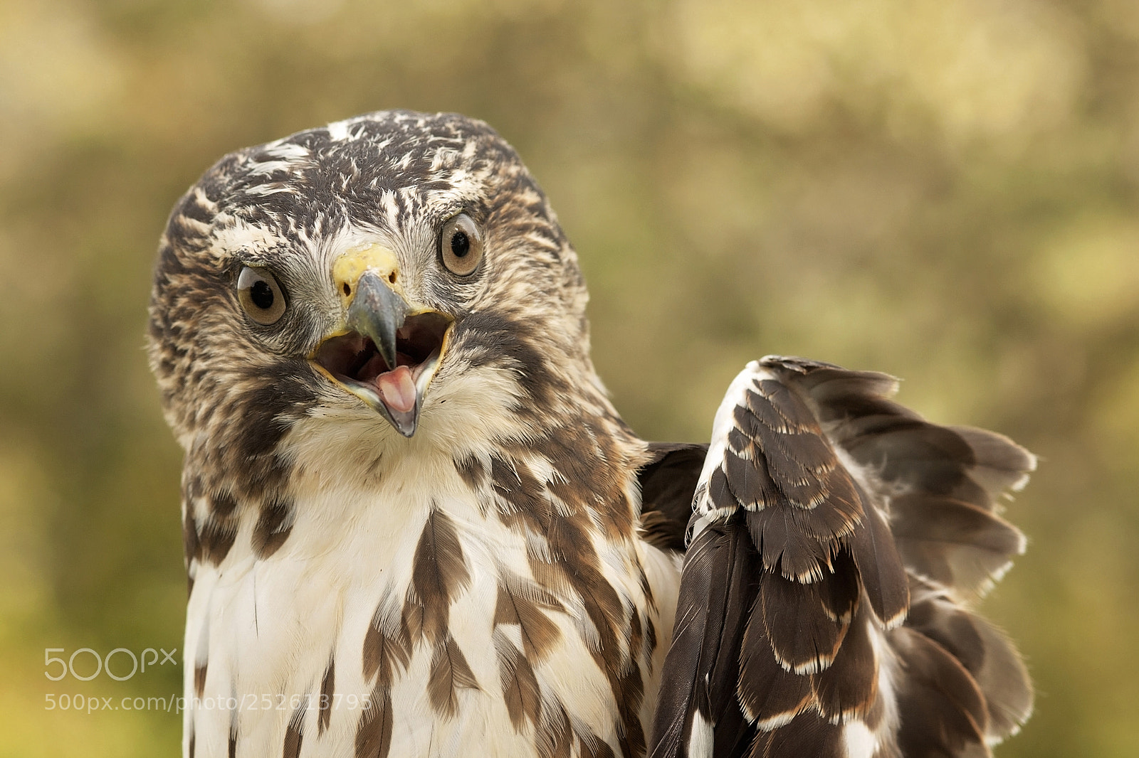 Canon EOS 1000D (EOS Digital Rebel XS / EOS Kiss F) sample photo. Broad-winged hawk photography