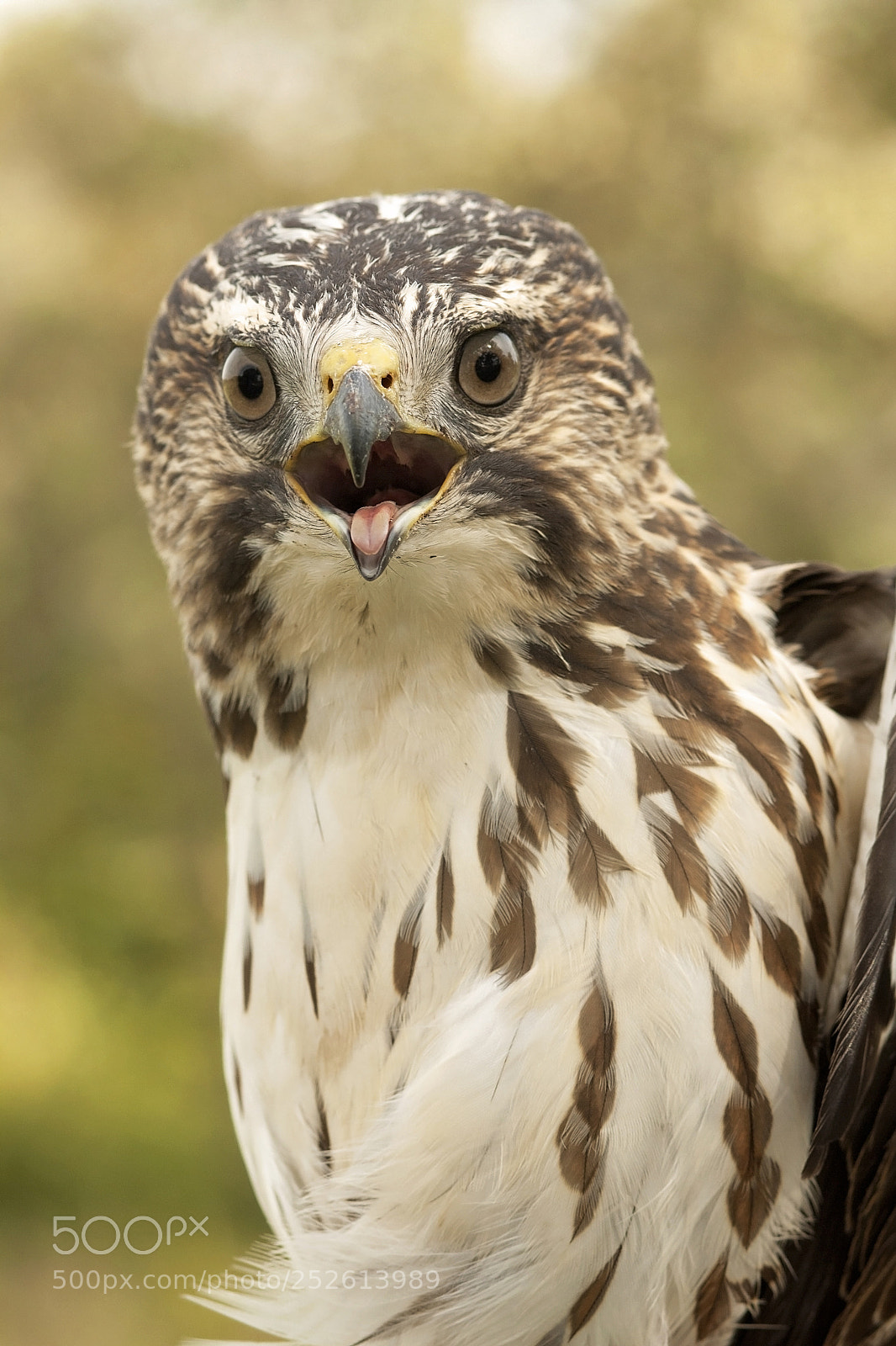 Canon EOS 1000D (EOS Digital Rebel XS / EOS Kiss F) sample photo. Broad-winged hawk photography