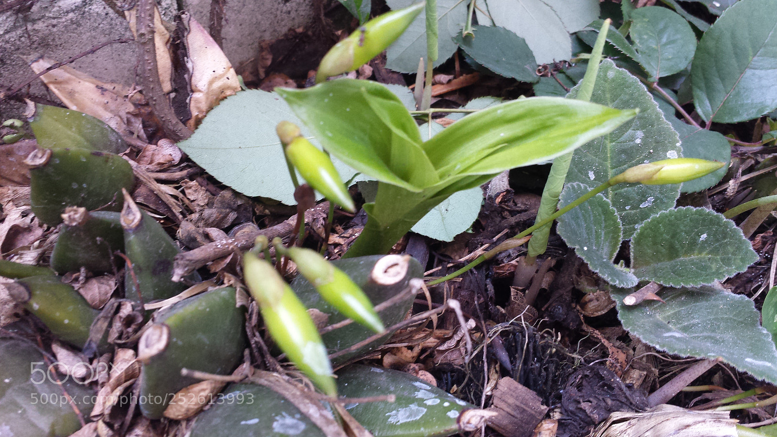 Samsung Galaxy S4 sample photo. Untitled photography