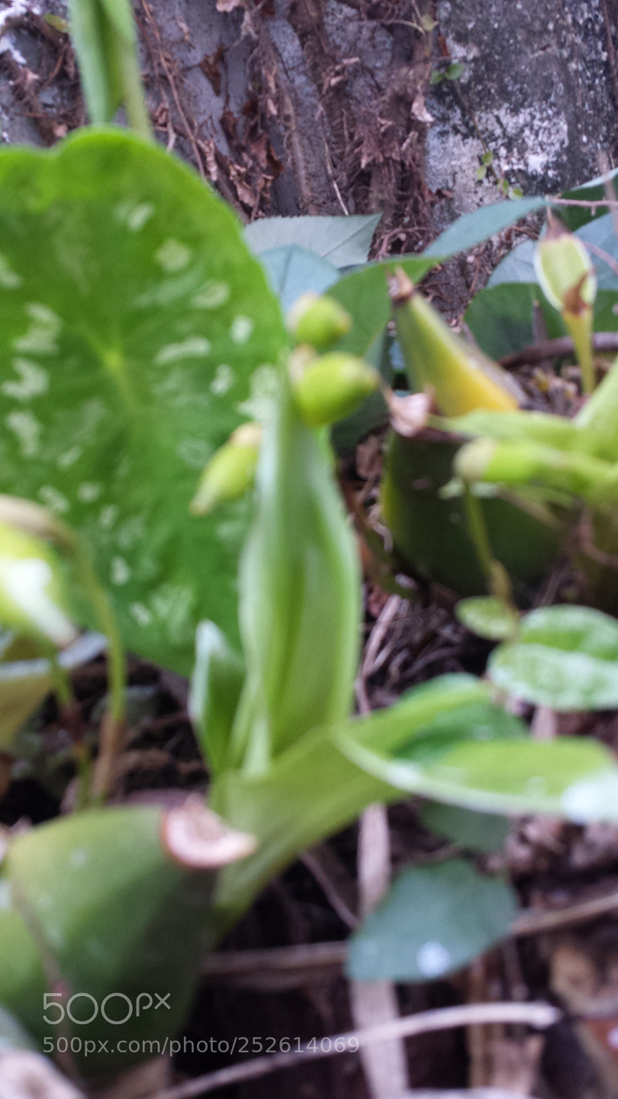Samsung Galaxy S4 sample photo. Untitled photography
