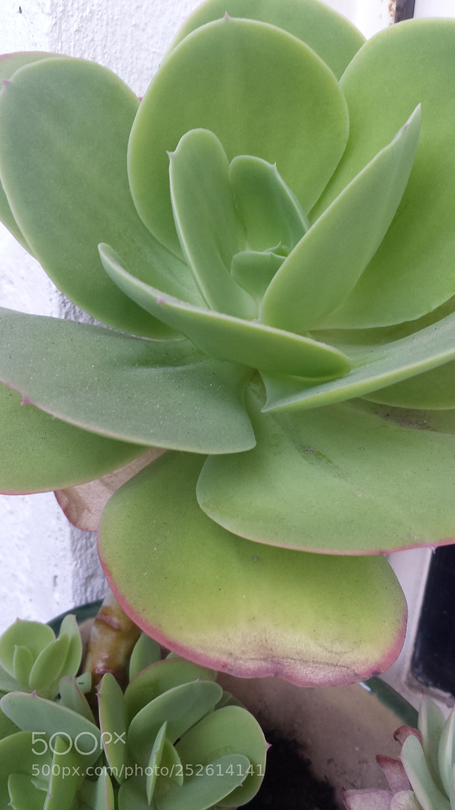 Samsung Galaxy S4 sample photo. Untitled photography